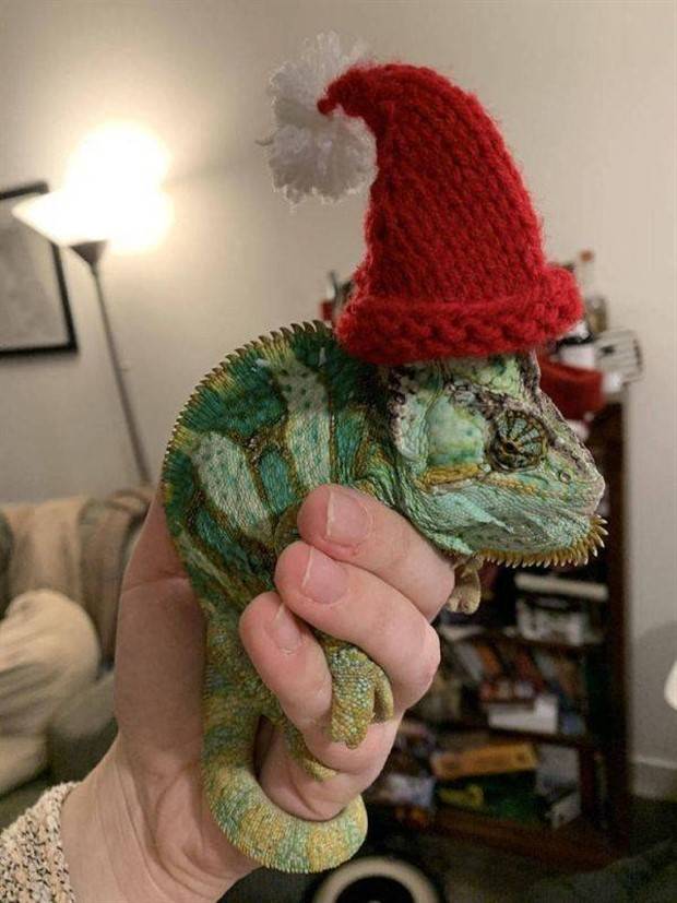 Get Ready For Funny Animals #261 (42 photos)