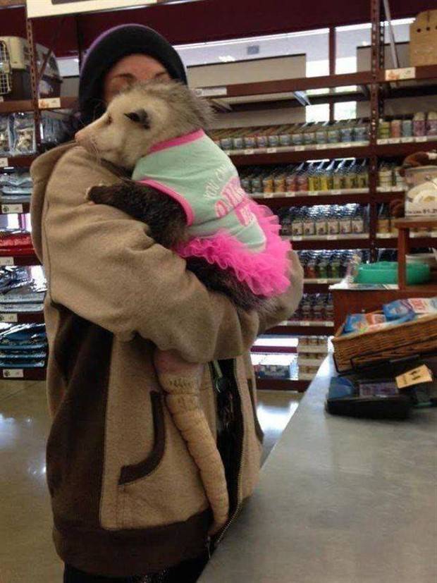 Get Ready For Funny Animals #260 (43 photos)