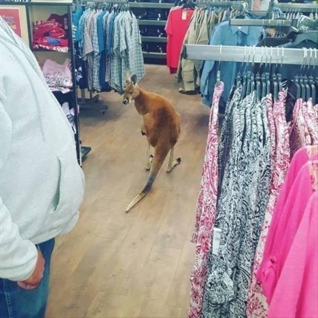 Get Ready For Funny Animals #260 (43 photos)