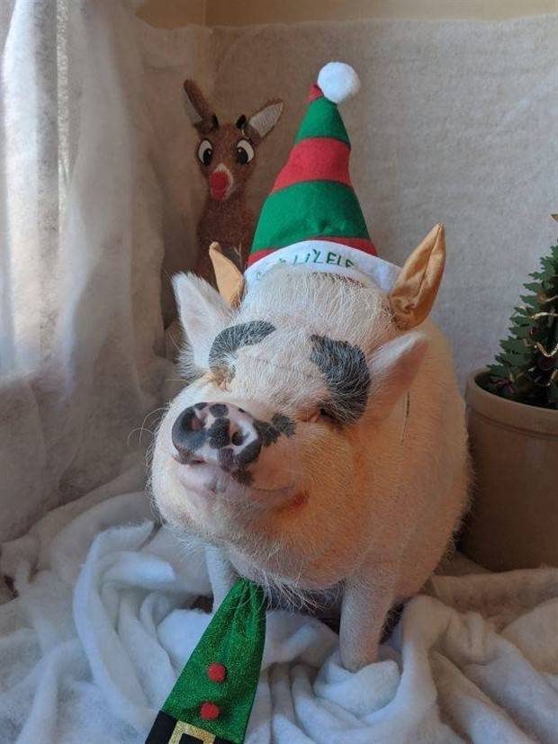 Get Ready For Funny Animals #261 (42 photos)