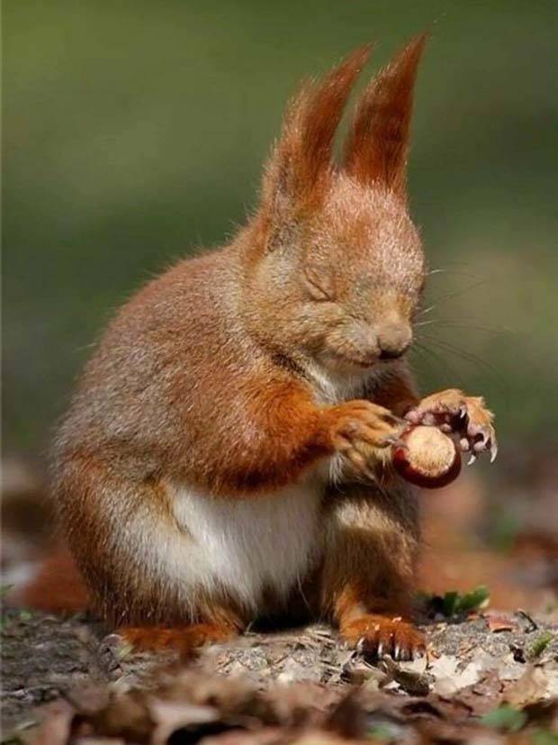 Get Ready For Funny Animals #260 (43 photos)