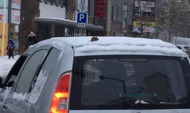 Get Ready For Funny Animals #261 (42 photos)