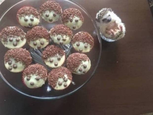 Get Ready For Funny Animals #261 (42 photos)