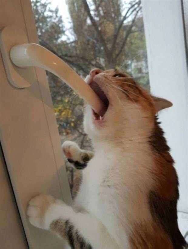 Get Ready For Funny Animals #258 (48 photos)