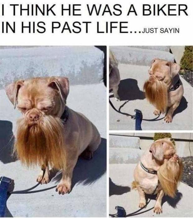 Get Ready For Funny Animals #258 (48 photos)