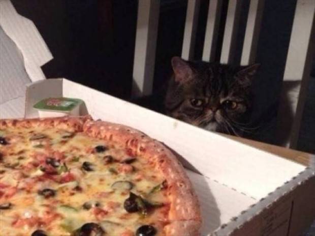 Get Ready For Funny Animals #258 (48 photos)