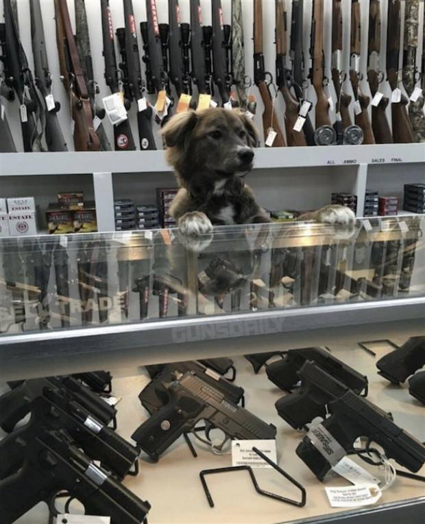 Get Ready For Funny Animals #258 (48 photos)