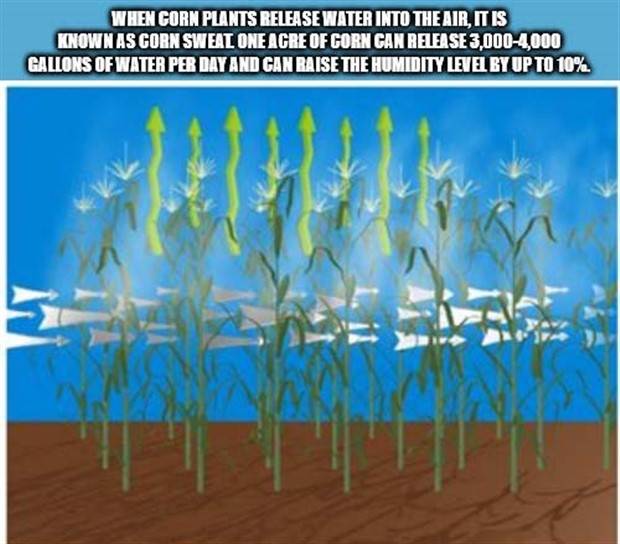 It’s Time For Some Cool And Interesting Facts #303 (35 photos)