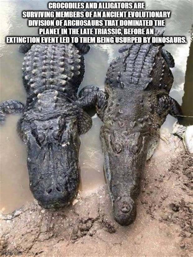 It’s Time For Some Cool And Interesting Facts #303 (35 photos)