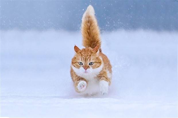 Klyker Picdump #1099 (52 photos)