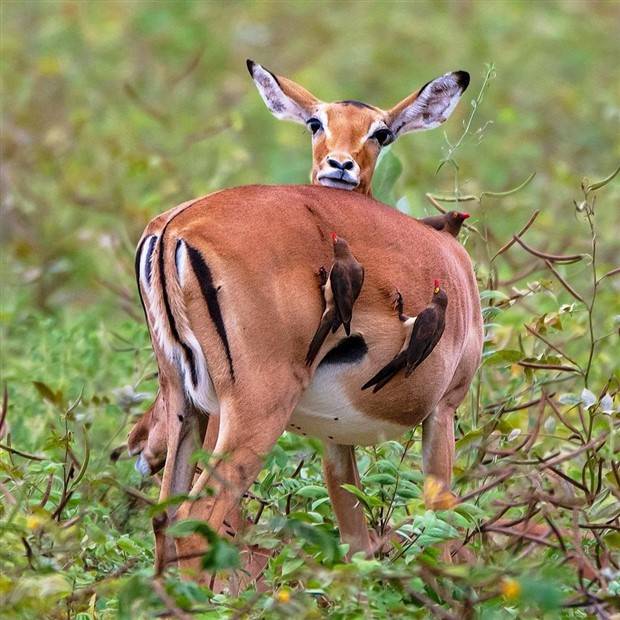 Klyker Picdump #1099 (52 photos)