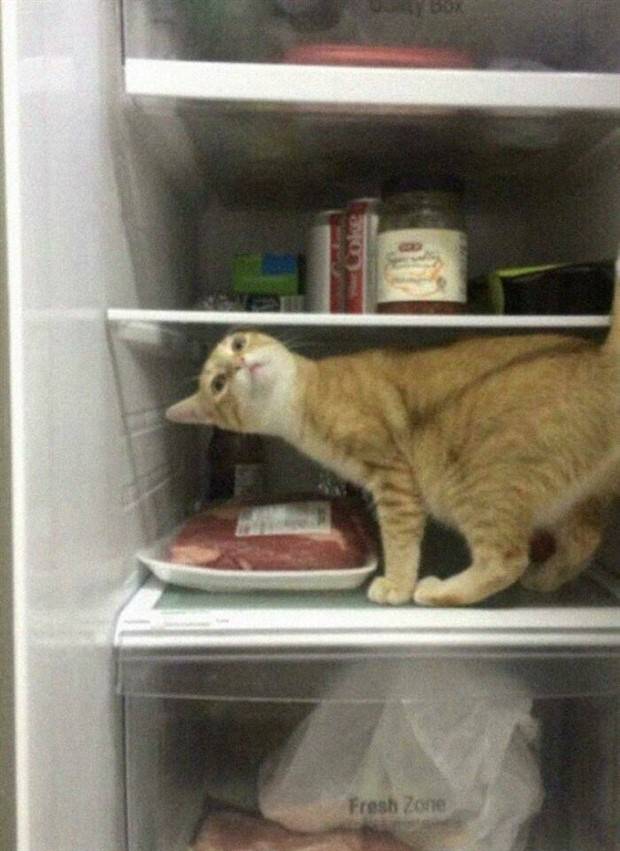 Strange Finds In Fridges (48 photos)
