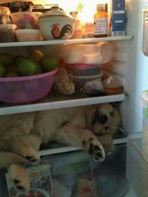 Strange Finds In Fridges (48 photos)