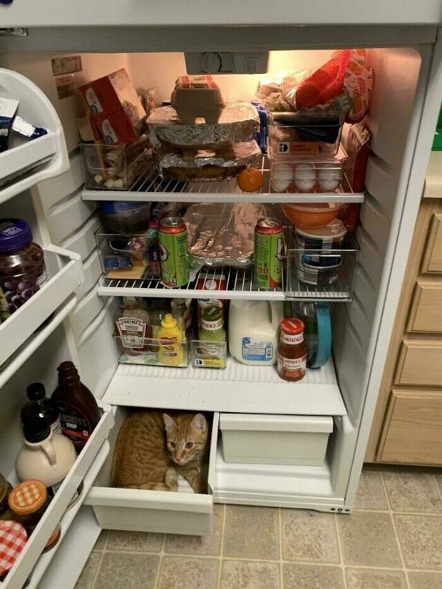 Strange Finds In Fridges (48 photos)