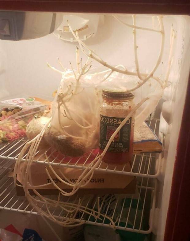 Strange Finds In Fridges (48 photos)
