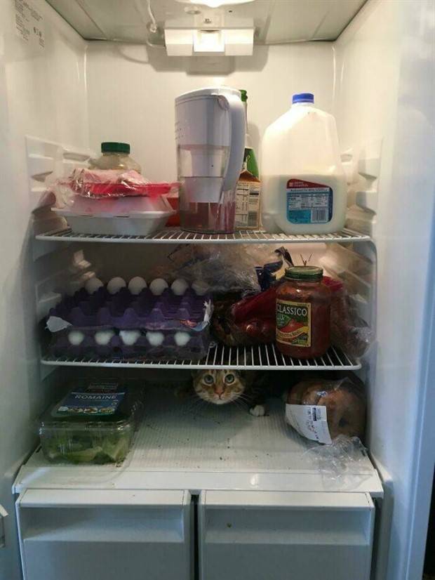 Strange Finds In Fridges (48 photos)