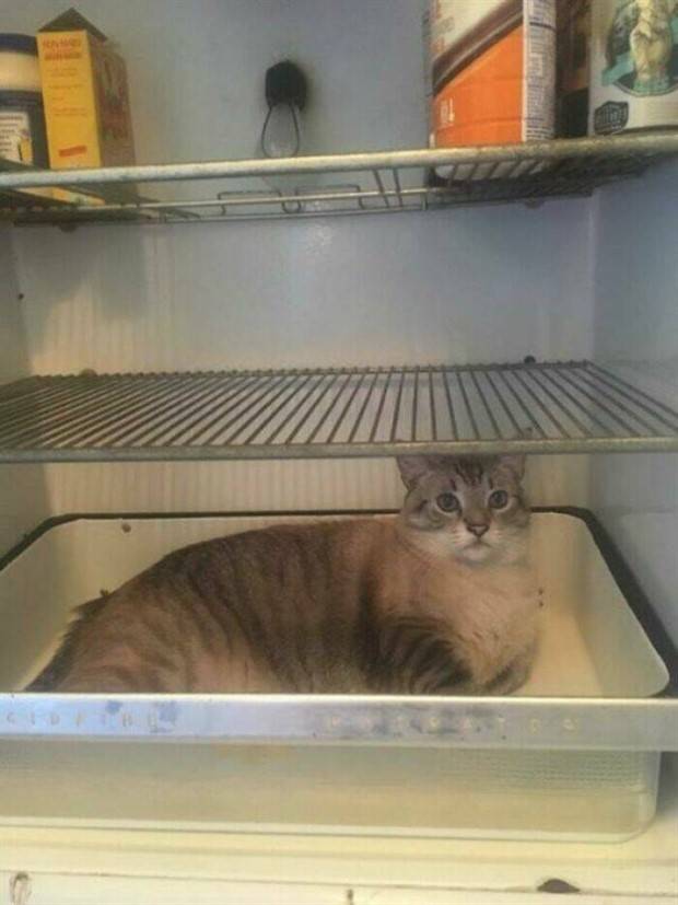 Strange Finds In Fridges (48 photos)