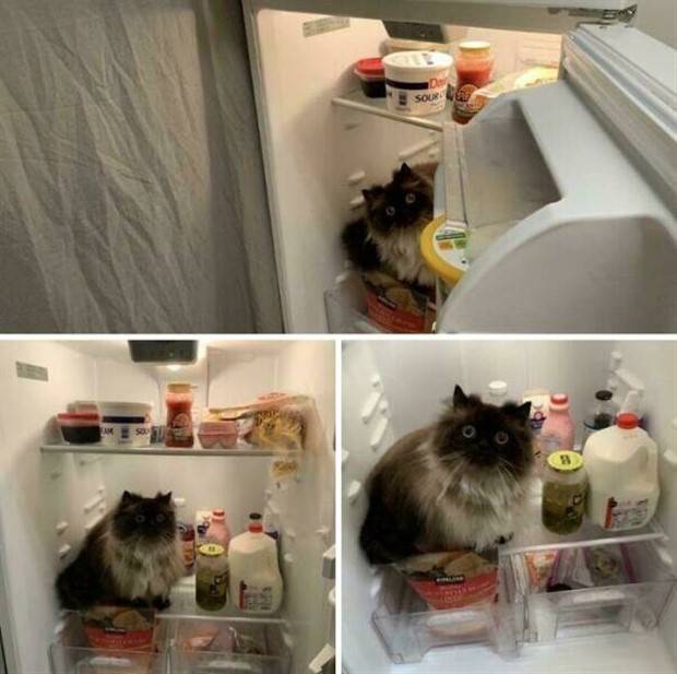 Strange Finds In Fridges (48 photos)