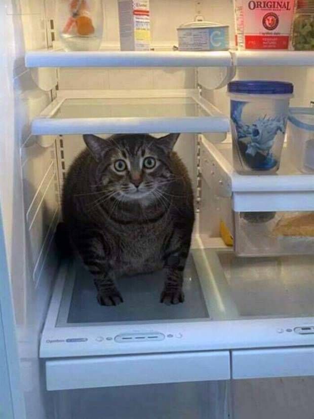Strange Finds In Fridges (48 photos)