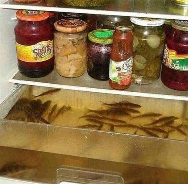 Strange Finds In Fridges (48 photos)