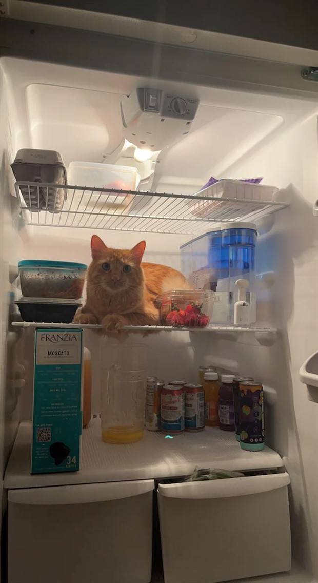 Strange Finds In Fridges (48 photos)