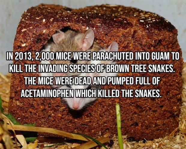 It’s Time For Some Cool And Interesting Facts #310 (40 photos)