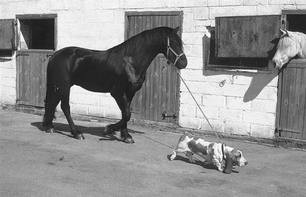 Get Ready For Funny Animals #264 (46 photos)