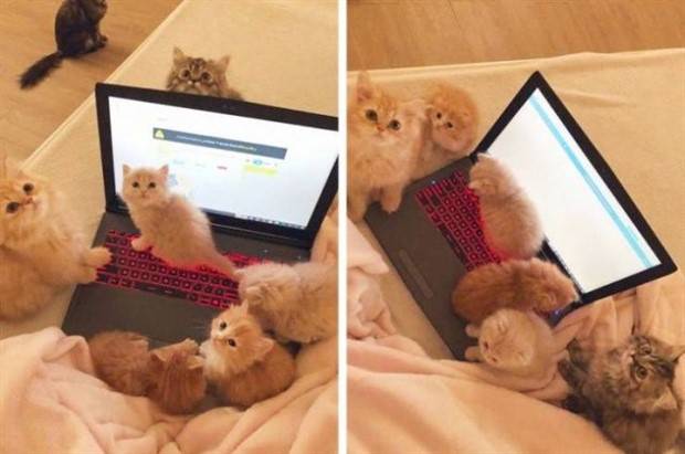 Get Ready For Funny Animals #264 (46 photos)