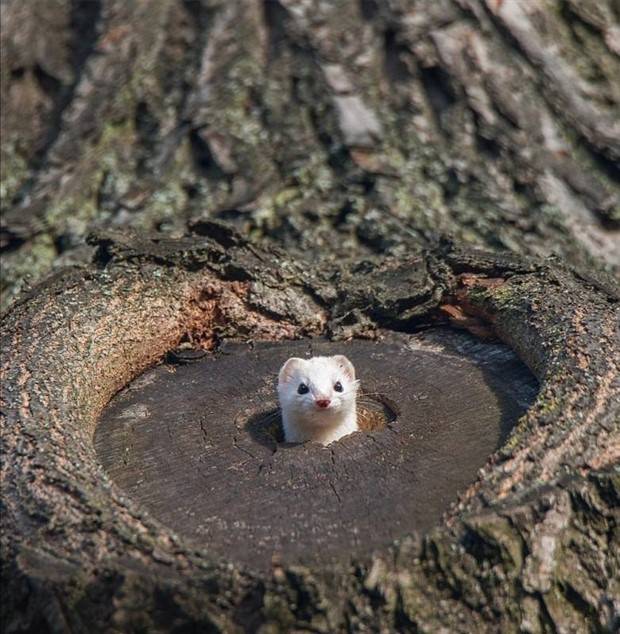 Get Ready For Funny Animals #264 (46 photos)