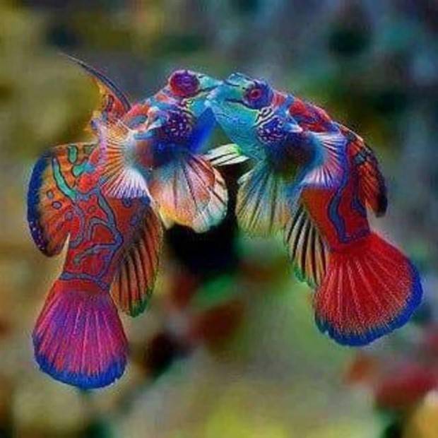 Get Ready For Funny Animals #264 (46 photos)