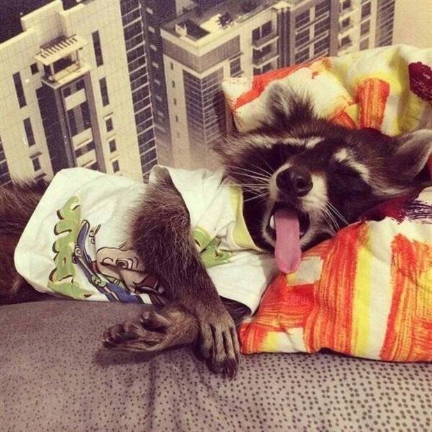 Get Ready For Funny Animals #264 (46 photos)