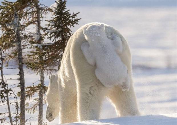 Get Ready For Funny Animals #264 (46 photos)