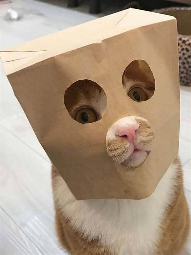 Get Ready For Funny Animals #263 (45 photos)