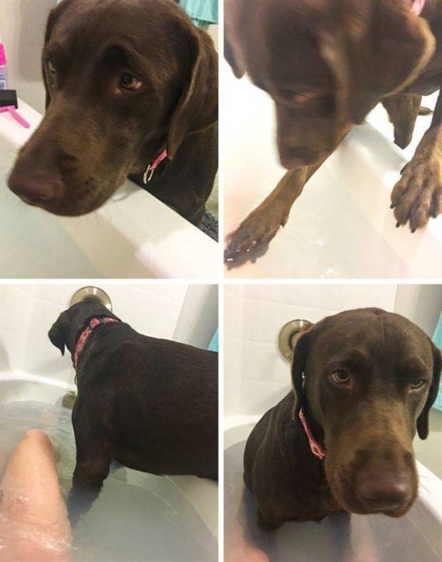 Get Ready For Funny Animals #264 (46 photos)