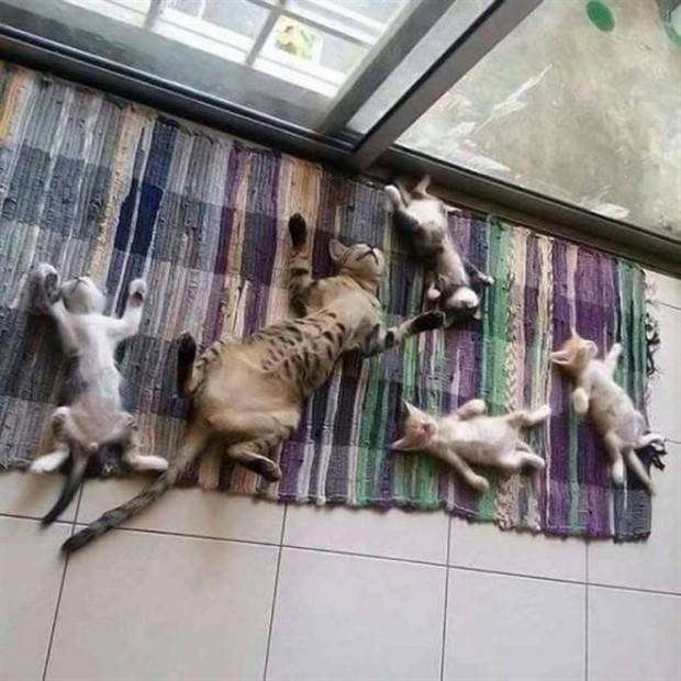 Get Ready For Funny Animals #263 (45 photos)