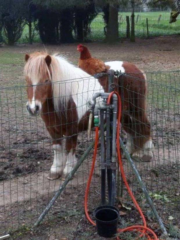 Get Ready For Funny Animals #264 (46 photos)