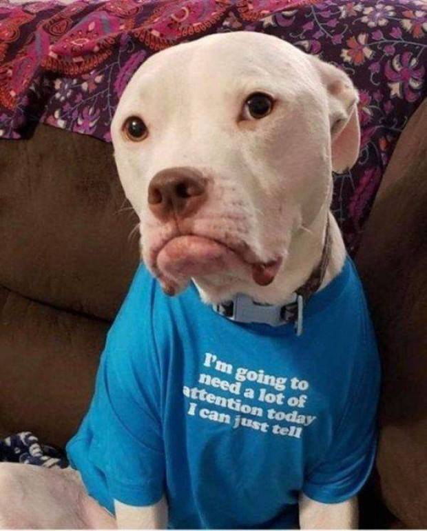 Get Ready For Funny Animals #264 (46 photos)