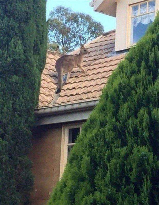 Get Ready For Funny Animals #264 (46 photos)