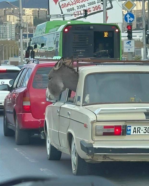 Get Ready For Funny Animals #264 (46 photos)