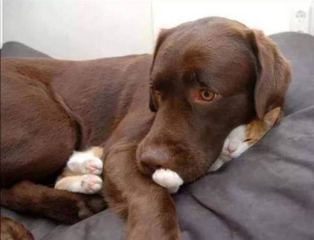 Get Ready For Funny Animals #263 (45 photos)