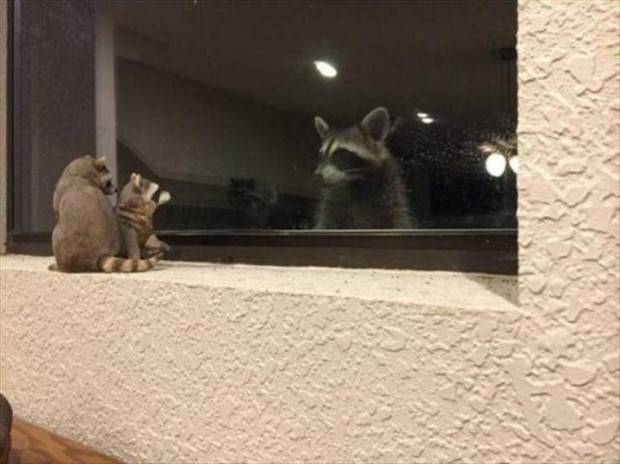 Get Ready For Funny Animals #264 (46 photos)