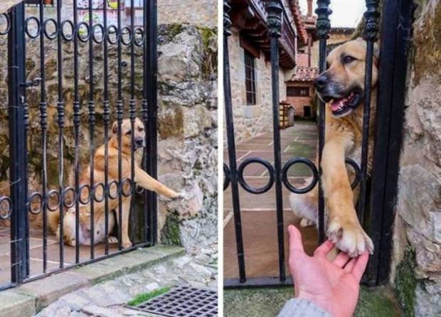 Get Ready For Funny Animals #264 (46 photos)