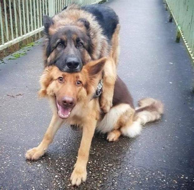 Get Ready For Funny Animals #263 (45 photos)