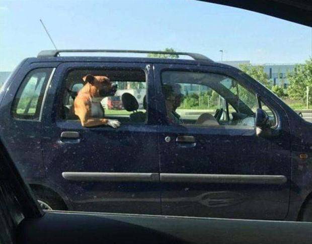 Get Ready For Funny Animals #264 (46 photos)