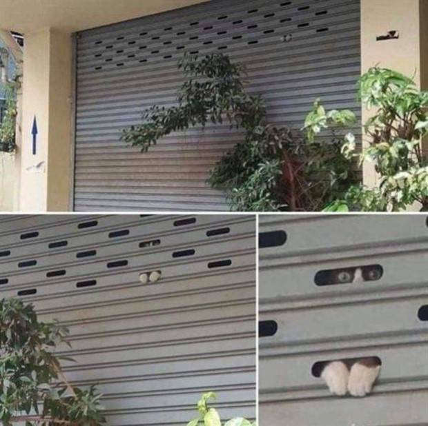 Get Ready For Funny Animals #263 (45 photos)