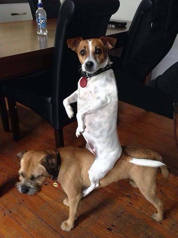 Get Ready For Funny Animals #264 (46 photos)