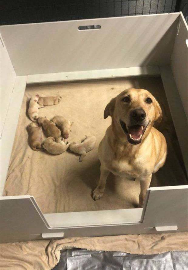 Get Ready For Funny Animals #263 (45 photos)