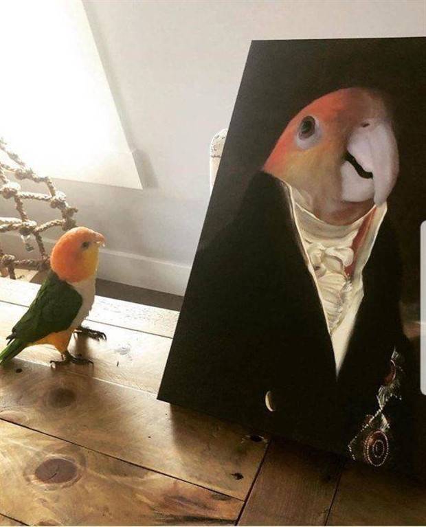 Get Ready For Funny Animals #264 (46 photos)