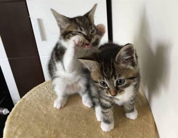 Get Ready For Funny Animals #263 (45 photos)