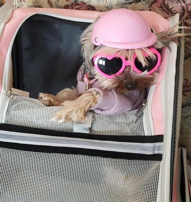 Get Ready For Funny Animals #264 (46 photos)